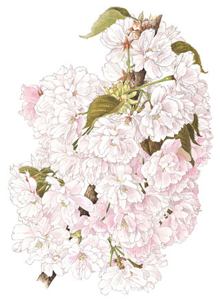 渦桜