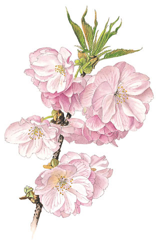 五所桜