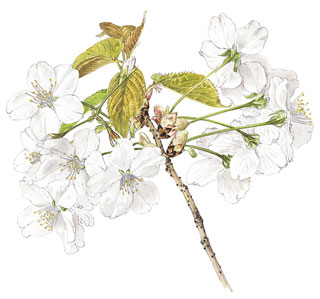 入相桜