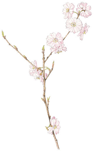 十月桜