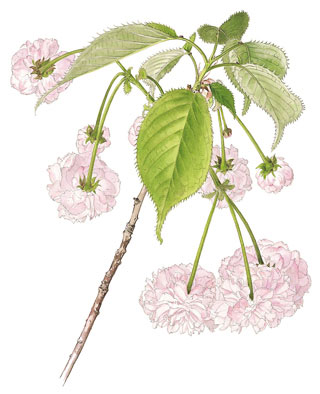 鬼無稚児桜