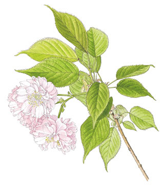 名島桜